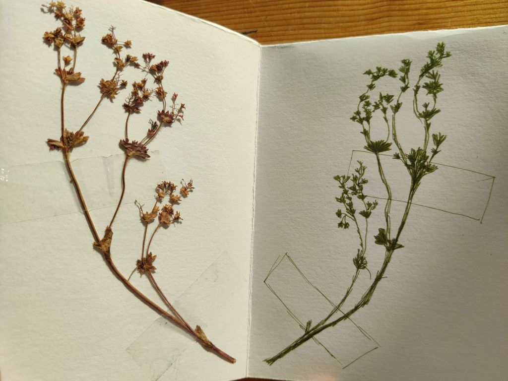 Zine: Earthlings; leaves, drawing, collage, memories